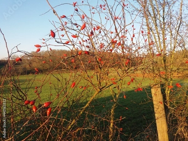 Obraz Galhos e frutos