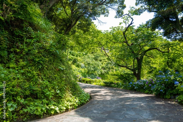 Fototapeta あじさい Ajisai 下田公園 静岡 日本