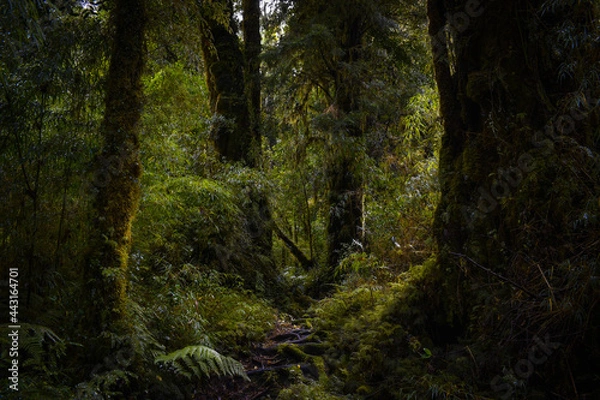 Obraz tree in the woods