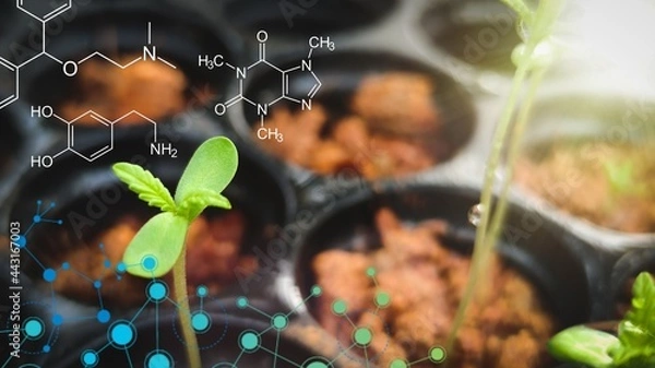 Fototapeta Small plants of cannabis background with biochemistry structure.