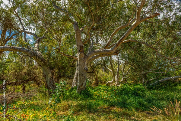 Fototapeta Natural landscape of Western Australia outside Perth 