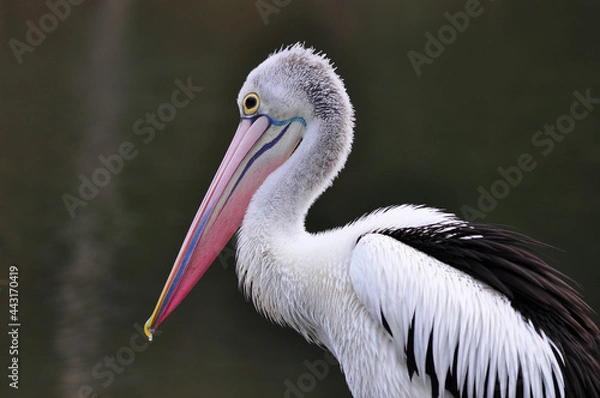 Fototapeta Pelican