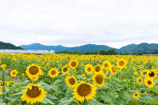 Obraz ひまわり畑
