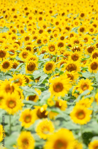 Fototapeta ひまわり景色