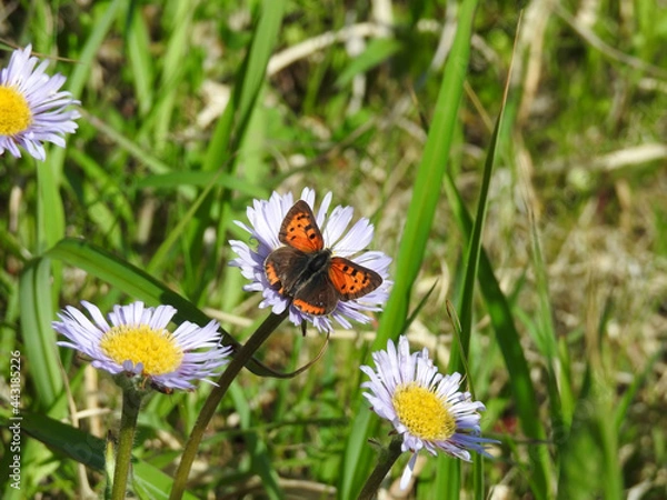 Obraz 津軽西海岸行合崎アズマギクとベニシジミ