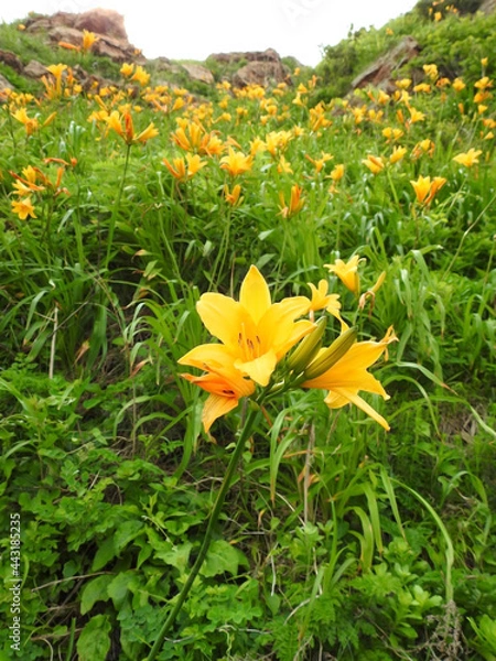 Obraz 津軽西海岸行合崎に咲くニッコウキスゲ