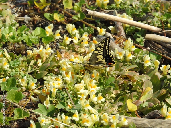 Obraz 津軽西海岸・ウンランとキアゲハ
