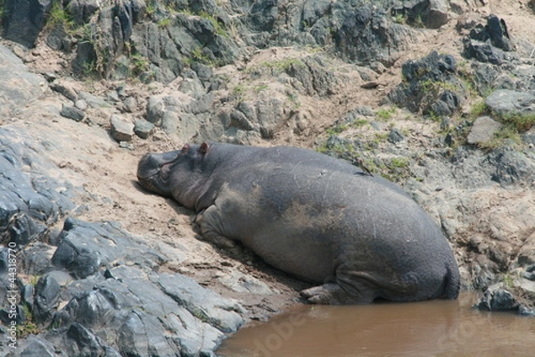Obraz Hippo sleeping