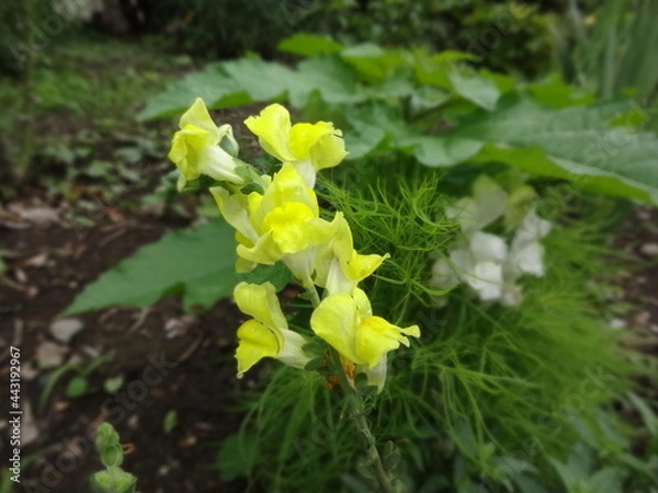 Fototapeta キンギョソウ