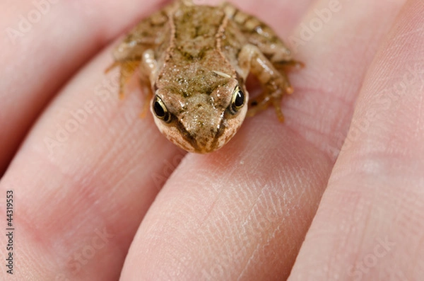 Obraz baby toad looking up, hand