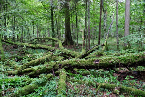 Obraz Morning in deciduous forest