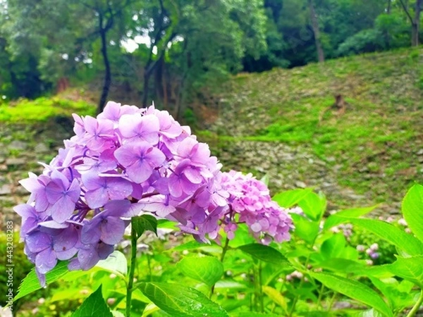 Fototapeta 日本の梅雨の長雨と和歌山市の観光地、史跡和歌山城に咲くあじさいの花の風景（コピースペースあり）