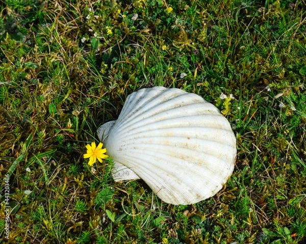 Obraz Scallop shell on the grass with flower
