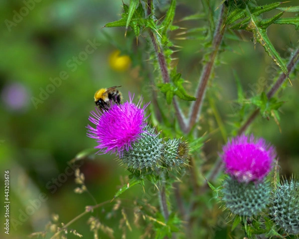Obraz bee on thistle