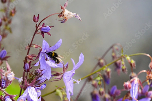 Obraz Bee on wild flowers 