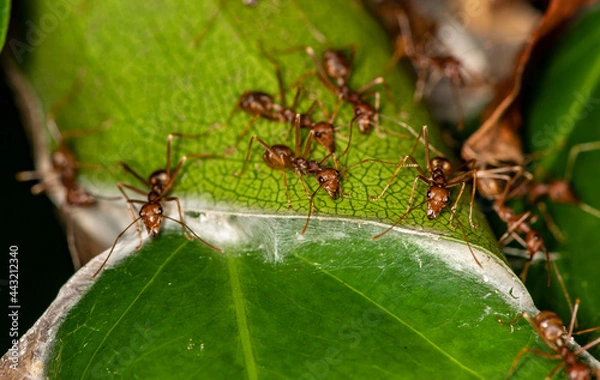 Fototapeta macro with red ants on a black and green background 
