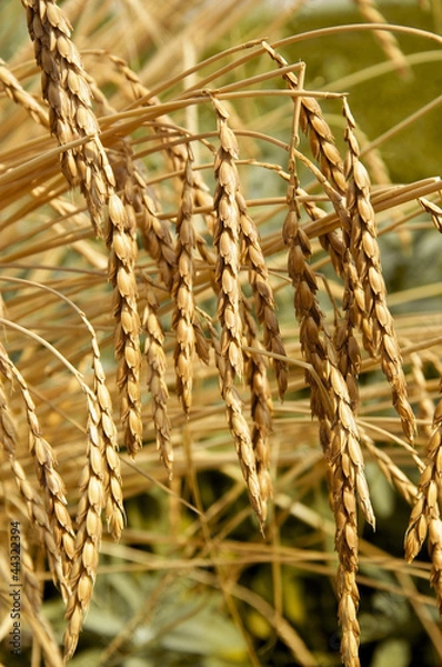 Obraz Spelt or Spelt Wheat