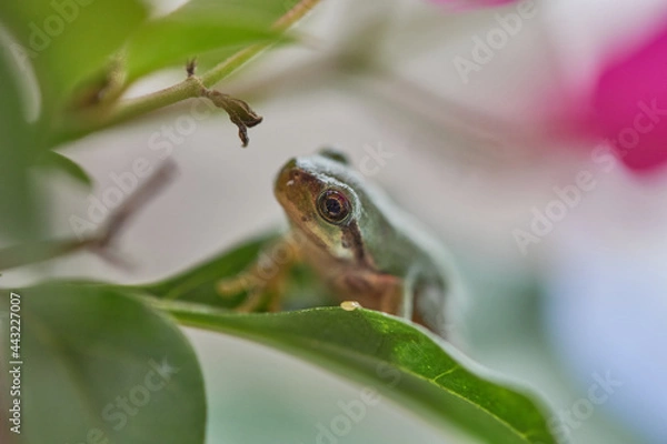 Obraz アマガエル