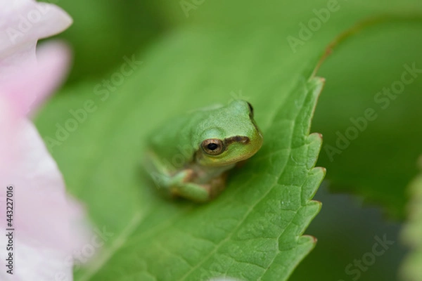 Obraz アマガエル