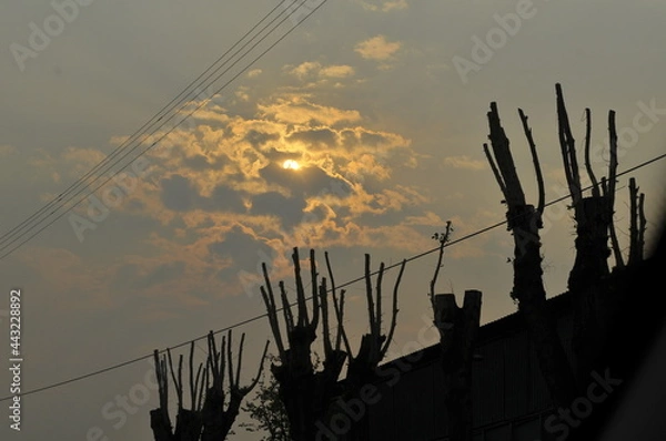 Obraz Cropped tree trunks against the sky
