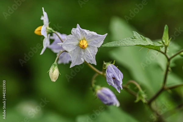 Obraz ワルナスビの花　背景　壁紙