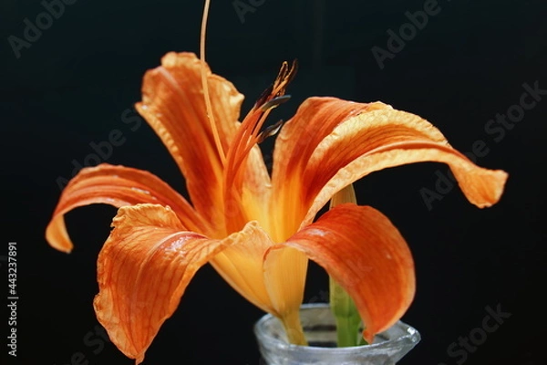 Obraz orange tiger lily