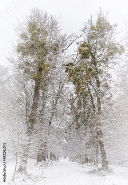 Obraz Winterwanderung