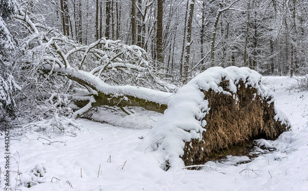 Obraz Der gefallene Baum