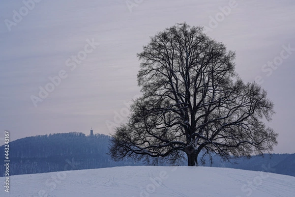 Obraz Die Friedenslinde