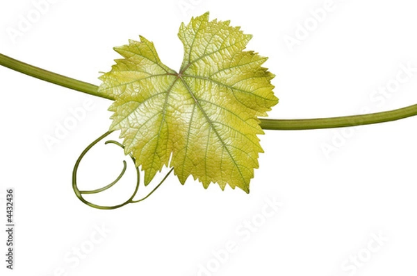 Obraz Weintraubenblatt