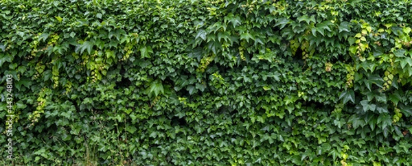 Obraz Banner immer grüne Hecke