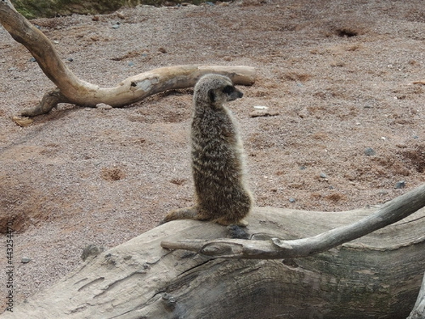 Fototapeta meerkat