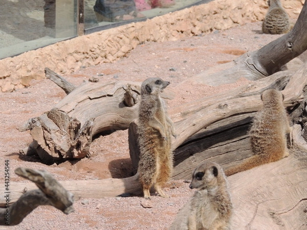 Fototapeta meerkat