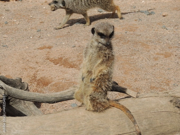 Fototapeta meerkat