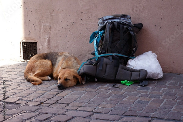 Fototapeta Backpacker Hund
