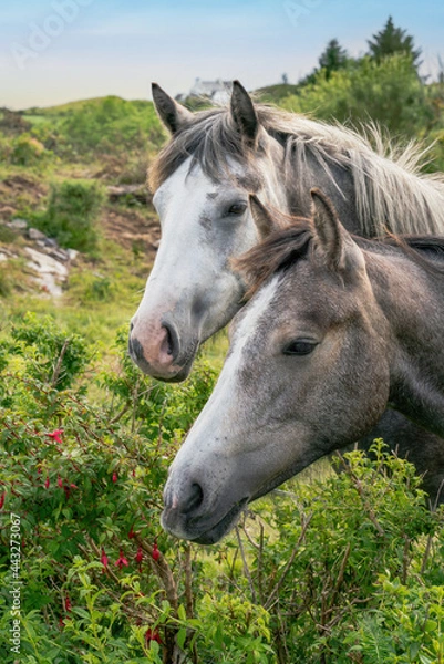 Obraz Two pony connemara horses portrait
