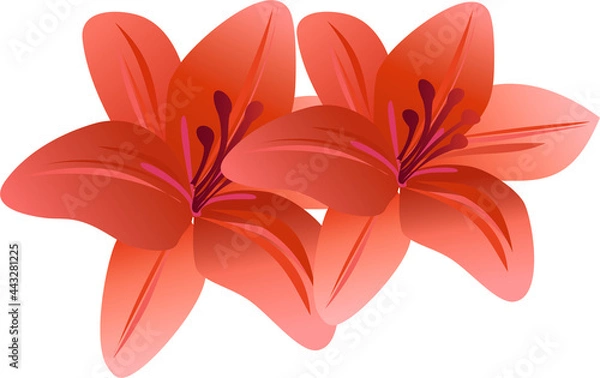 Obraz red lily
красная лилия