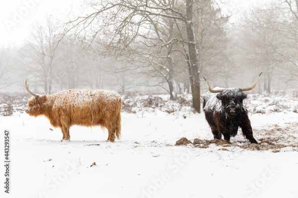 Fototapeta Cattle in the snow, Two scottish highlander cows standing in the snow, black and brown, bit misty surrounding in the forest