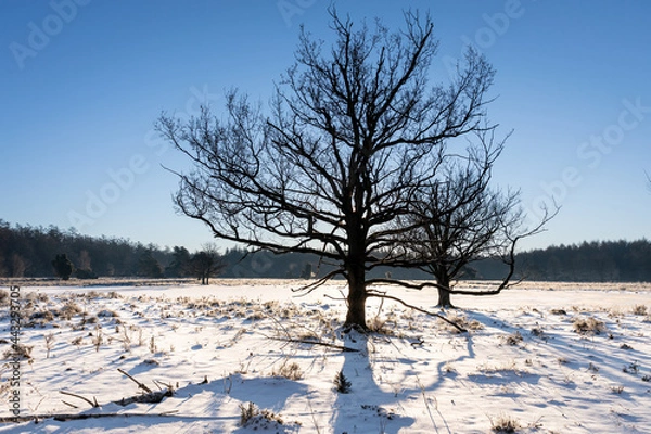 Fototapeta Morning sunrise in the snow, sunrise on winter morning ligth snow on field sun rays through tree branches blue sky nice shadows forest on background