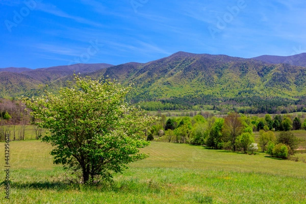 Obraz Tree in the valley