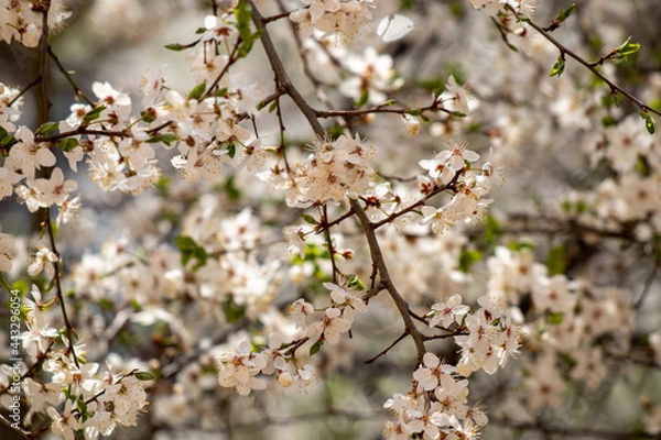Obraz blossoming mirabelle plum branches
