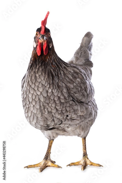 Fototapeta Grey hen isolated on white background