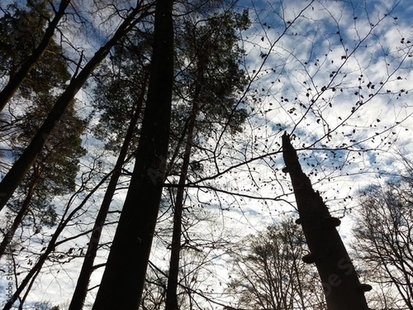 Obraz Arvores e galhos