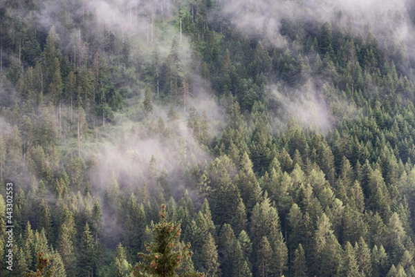 Obraz delle nuvole basse sul bosco dopo un forte temporale in montagna