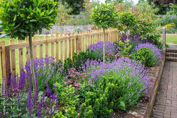 Fototapeta Purple Lavender and salvia among other plants in an attractive border in a garden framed by a picket fence.