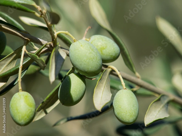 Fototapeta olives