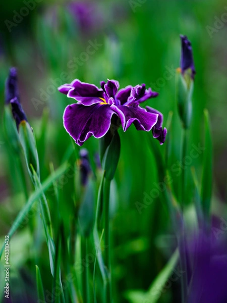 Fototapeta 花菖蒲