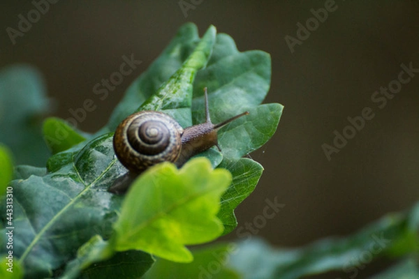 Fototapeta little brown snail on a green oak leaf