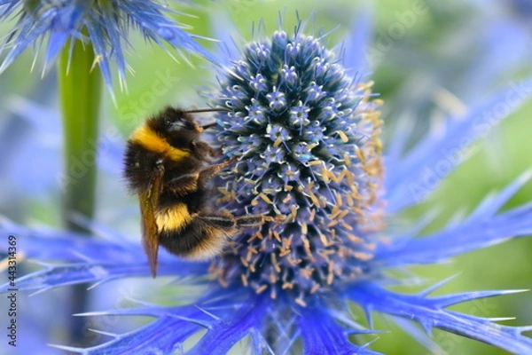 Obraz The white-tailed bumble bee is on a blue eryngium spiky flower collecting nectar This garden border perennial plant gets bigger and brighter every year and attracts many bees and butterflies in summer
