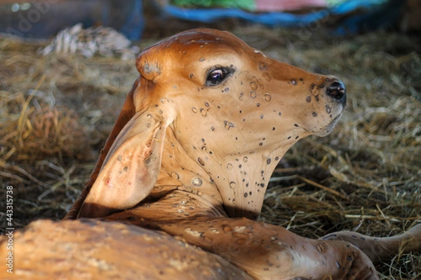 Fototapeta Lumpyskin disease that occurs in cows. The calf has lumpyskin, causing lesions of the skin all over the body.